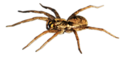 Dedetização de aranha em São Paulo - SP Dedetização de aranha em São Paulo - SP