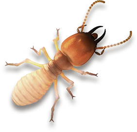 Dedetização de cupins em São Paulo