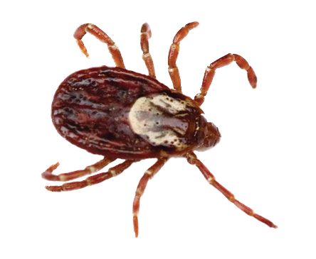 Dedetização de carrapato em São Paulo
