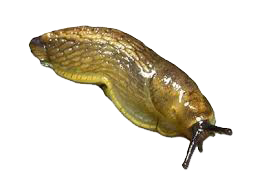 Dedetização de lesmas em São Paulo