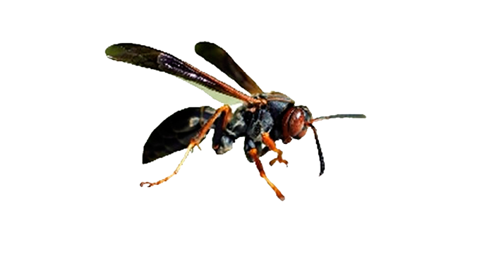 Dedetização de marimbondos em São Paulo