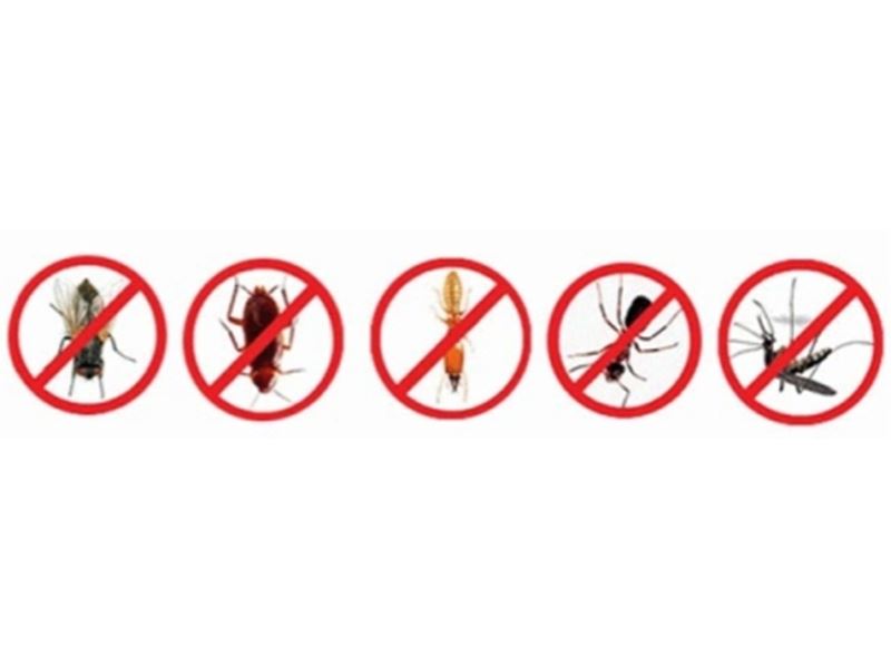 Dedetização de brocas de madeira em São Paulo