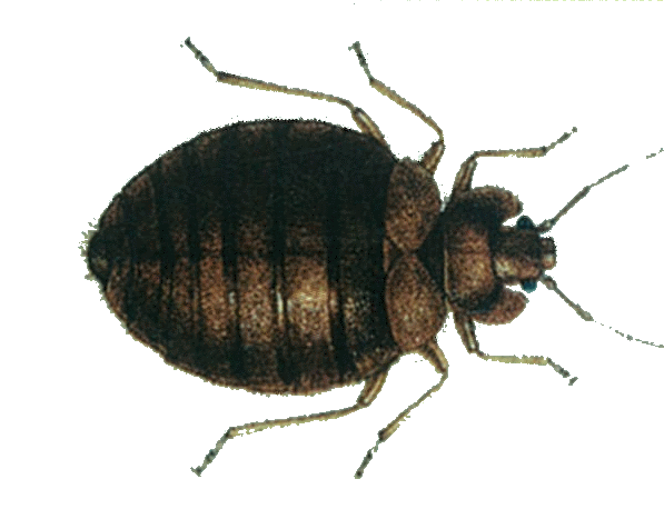 Dedetização de percevejos em São Paulo