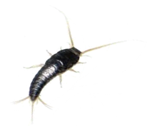 Dedetização de traças em São Paulo Dedetização de traças em São Paulo